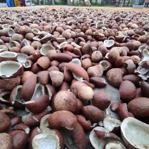 Coconut Copra